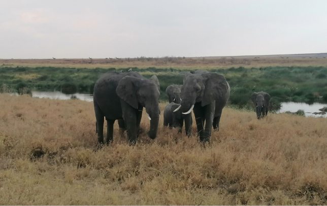 9 serengeti (28)